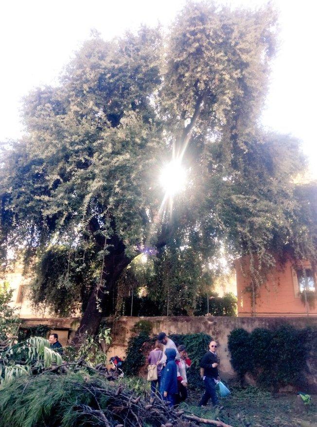 L alzina Bicenten ria De Gr cia Catalogada Com A Arbre D Inter s Local 
